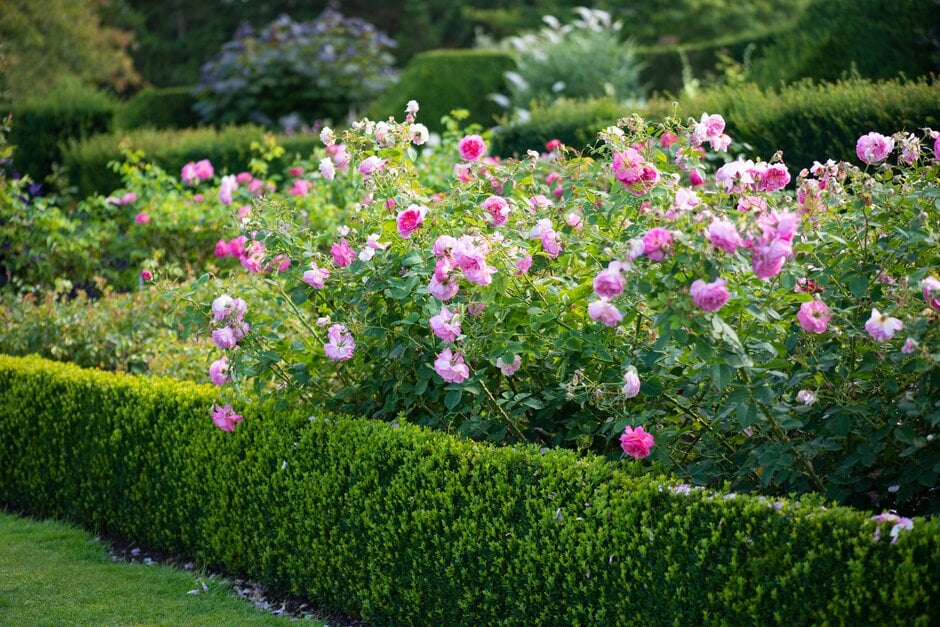 rose [Hyde Hall]