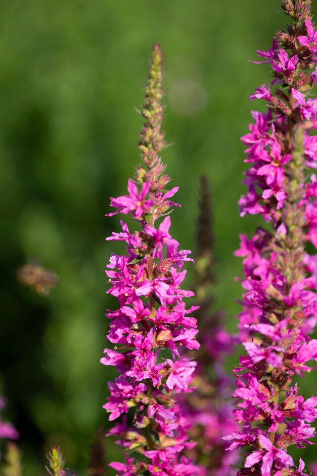 Lythrum Salicaria 'morden Pink' 