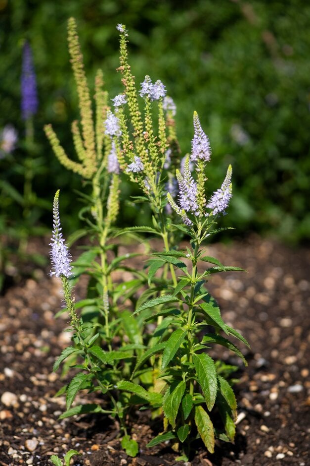 longleaf speedwell 'Lilac Fantasy'