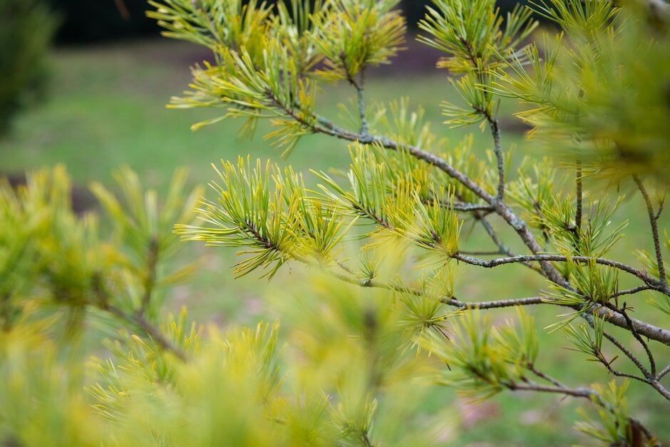 Scots pine 'Gold Medal'