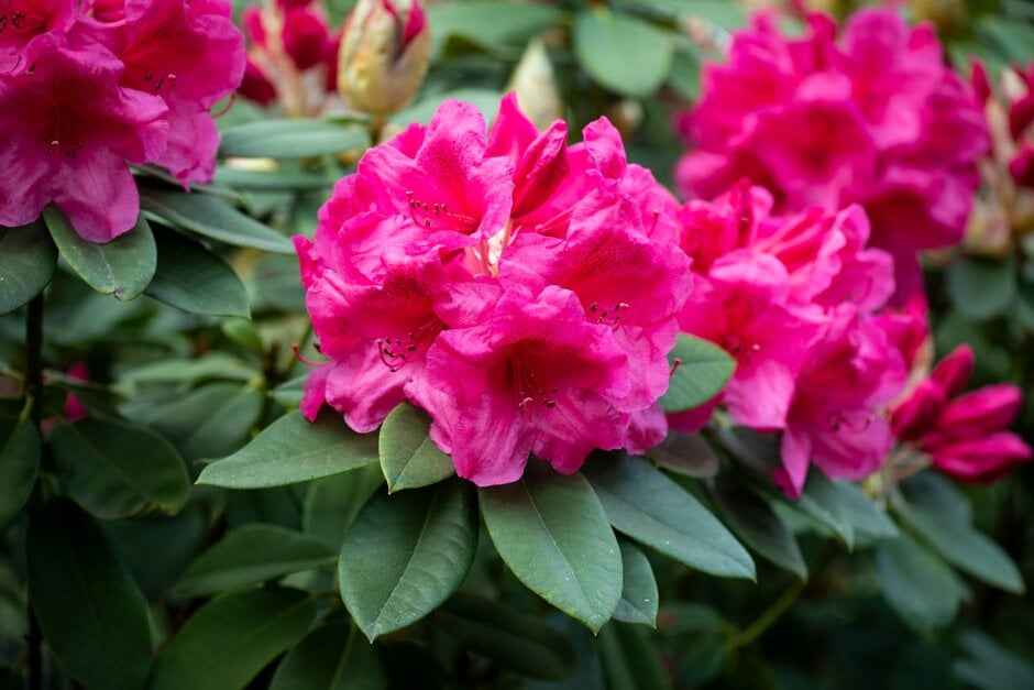 rhododendron 'Anna Rose Whitney'