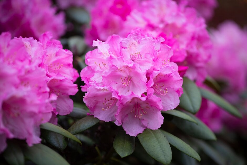 rhododendron 'Hachmann's Polaris'