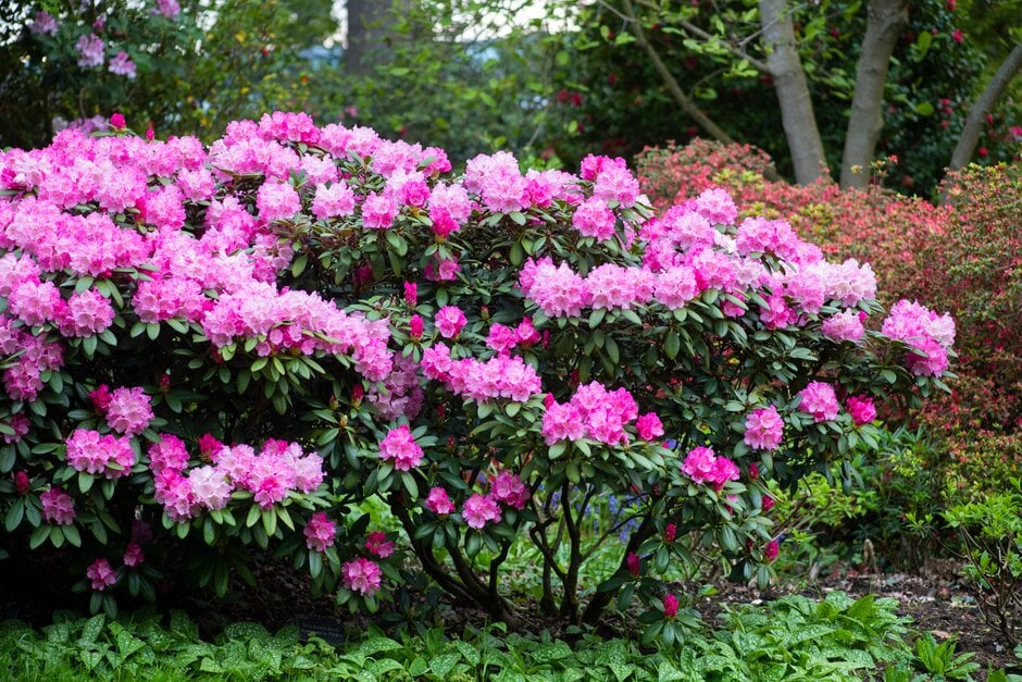 rhododendron 'Hachmann's Polaris'