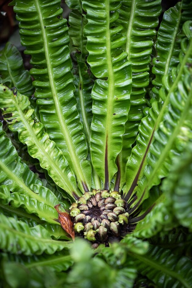 bird's nest fern 'Crispy Wave'
