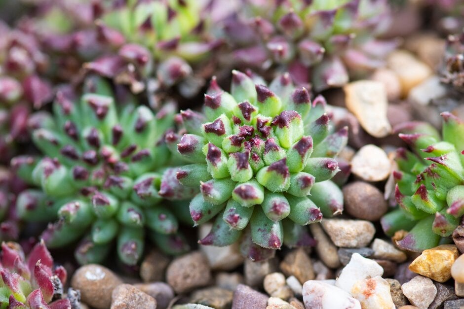 monstrous houseleek