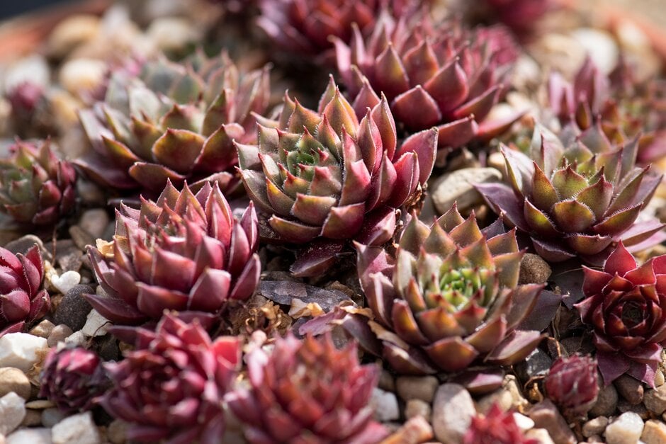 houseleek 'Schneeberger'