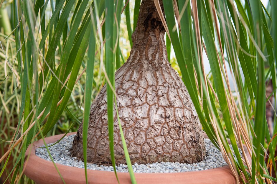 elephant's foot