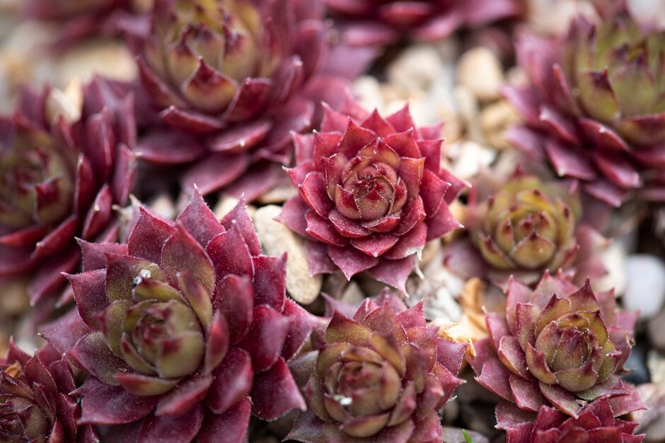 houseleek 'Red Robin'