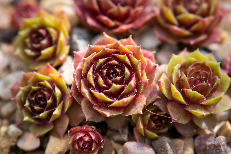 houseleek 'Pseudo ornatum'