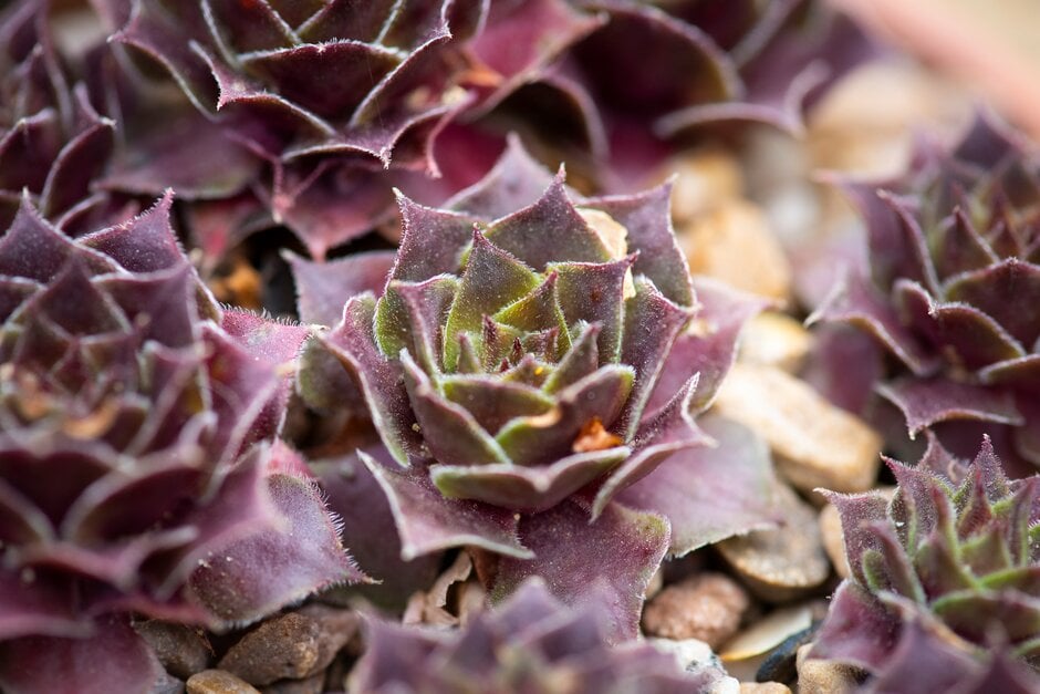 houseleek 'Pratense'