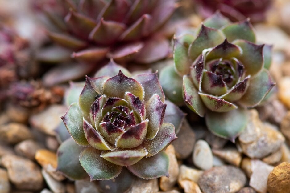 houseleek 'Patrician'