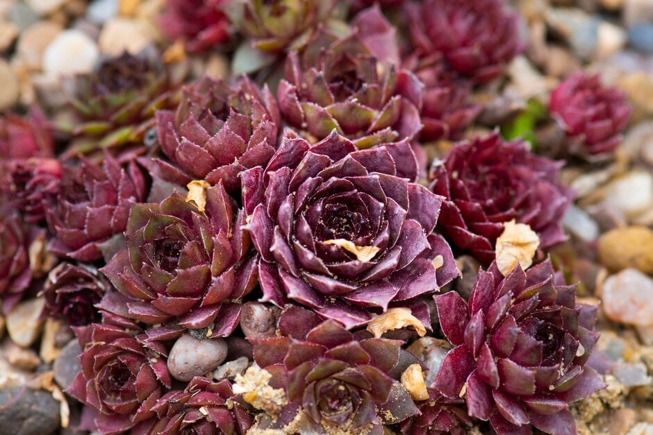 houseleek 'Octet'