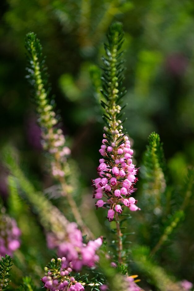 Cornish heath 'Pyrenees Pink'
