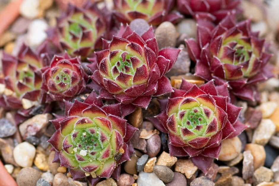 houseleek 'Hirtellum'