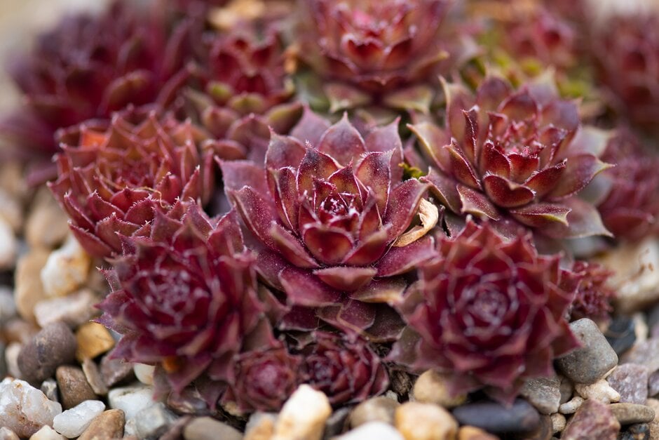 houseleek 'Nixes 27'