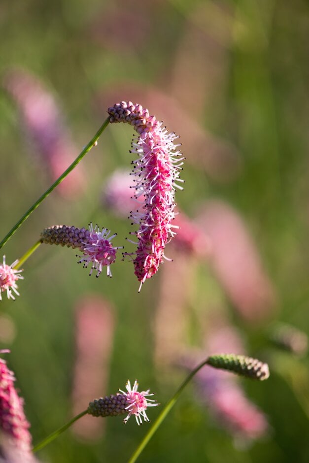 <i>Sanguisorba</i> 'Misbourne Pink'