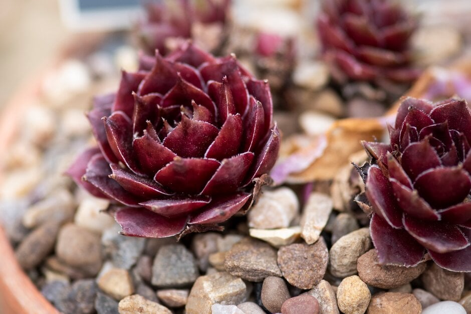 houseleek 'Mount Hood'