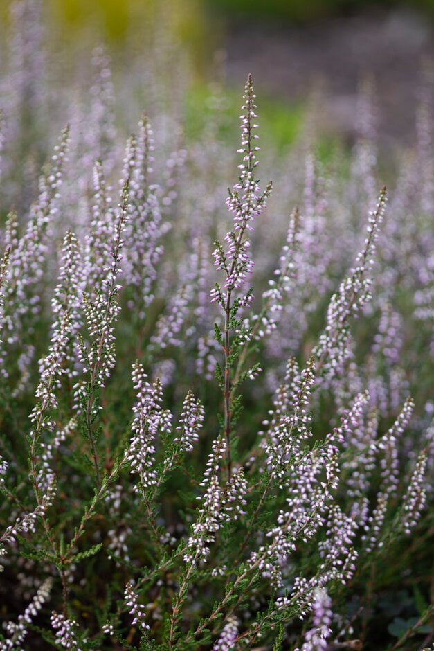 heather 'Roodkapje'