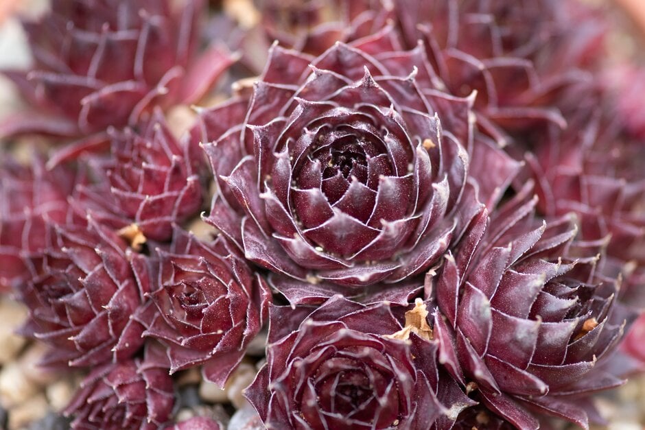 houseleek 'Metternich'