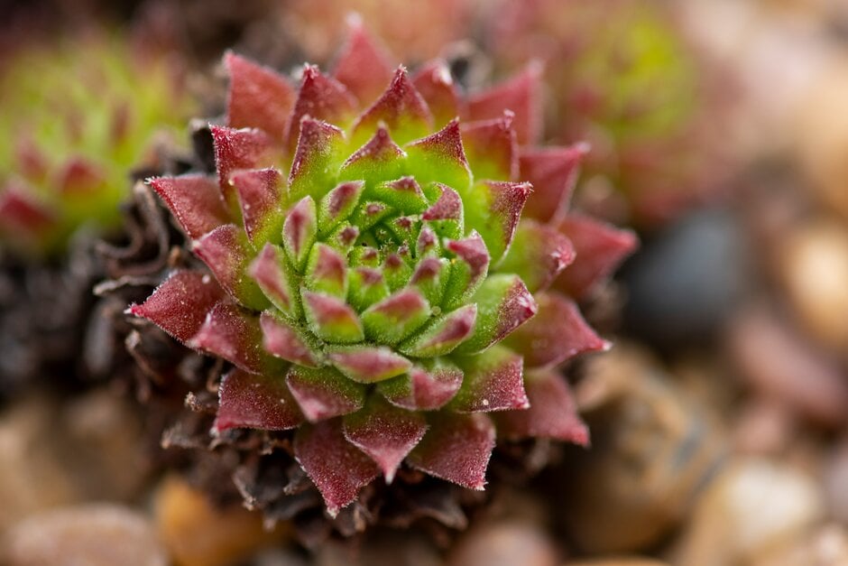 houseleek 'Roter Gigant'