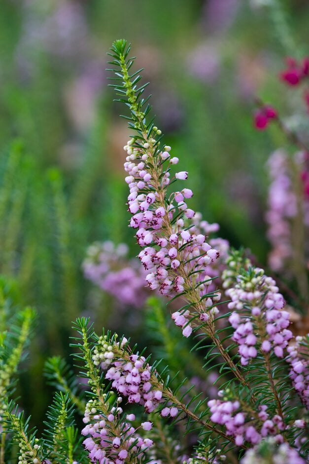 Cornish heath 'Hookstone Rose'