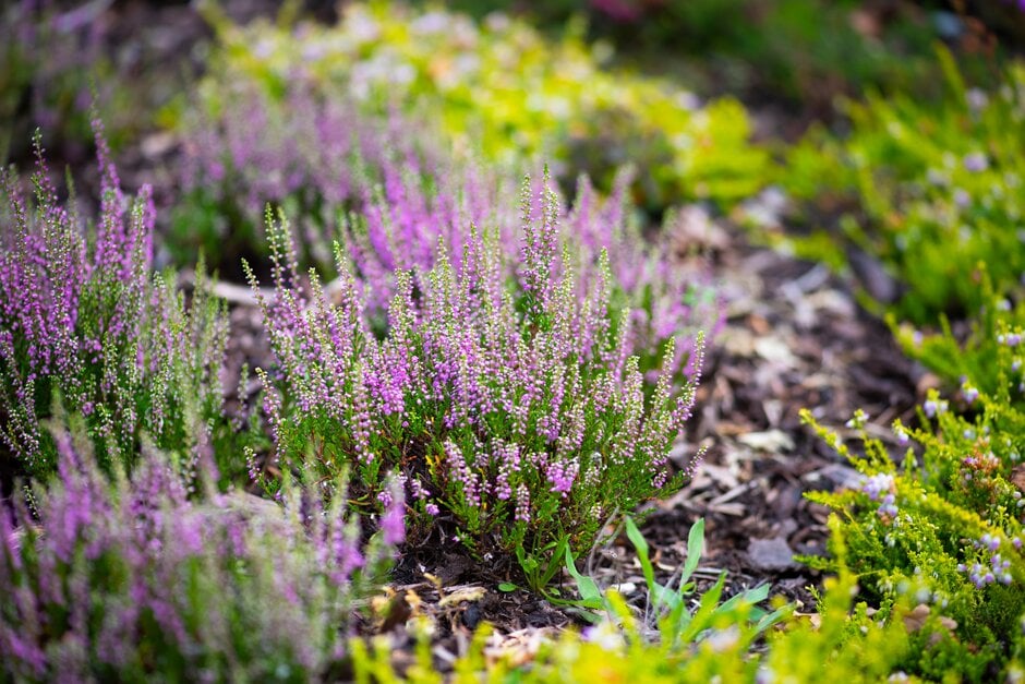 heather 'Mick Jamieson'