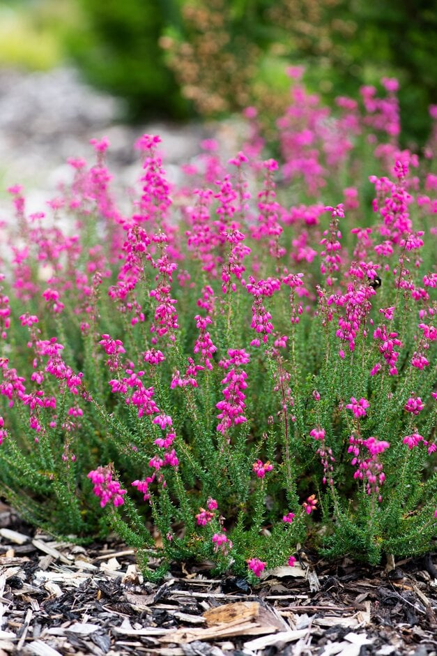 bell heather 'Knap Hill'
