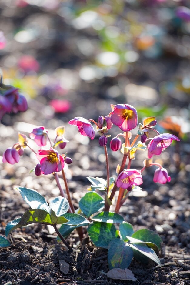 hellebore [Dorothy's Dawn]