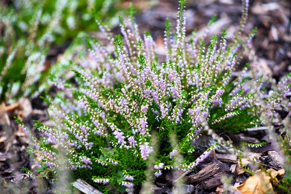 heather Saint Kilda Group