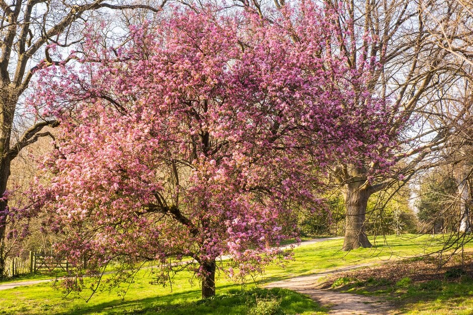 crab apple 'Almey'