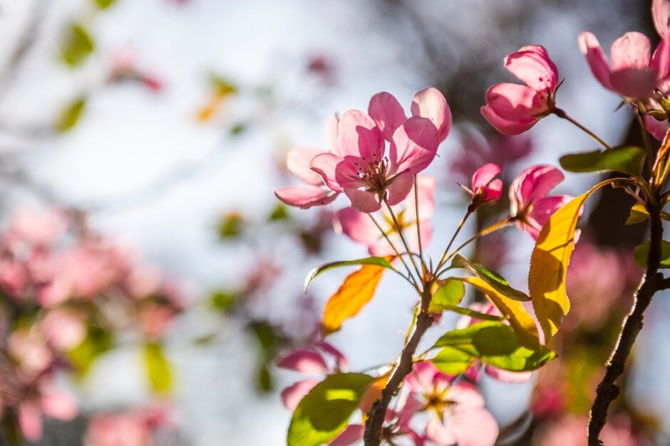 crab apple 'Almey'
