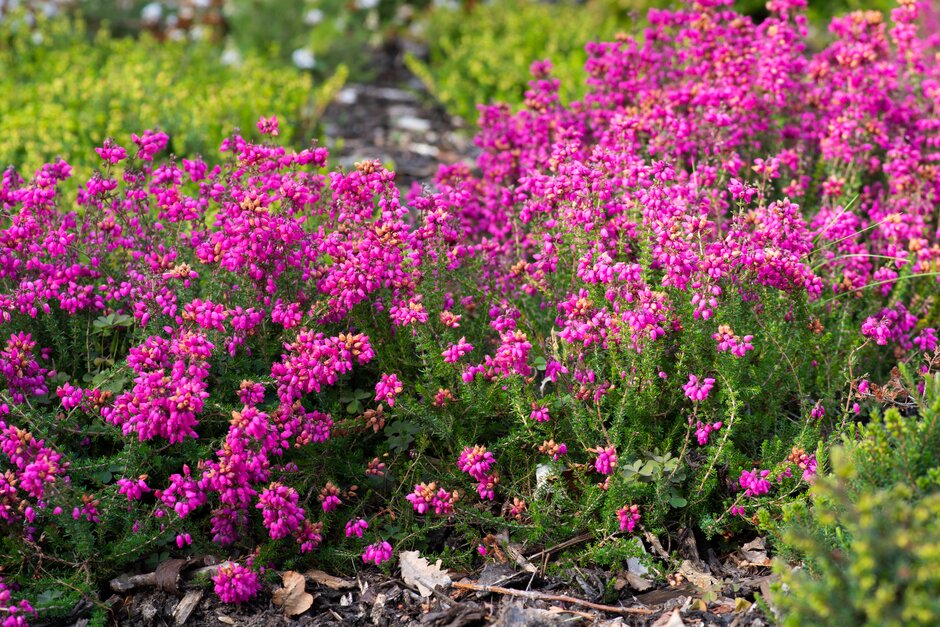 bell heather 'Blossom Time'
