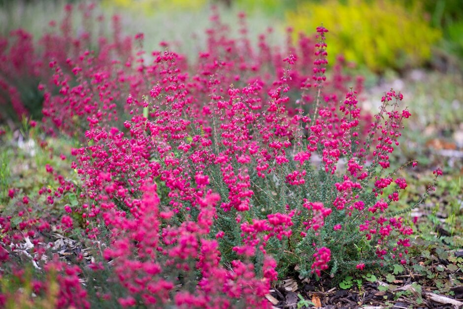 bell heather 'Providence'