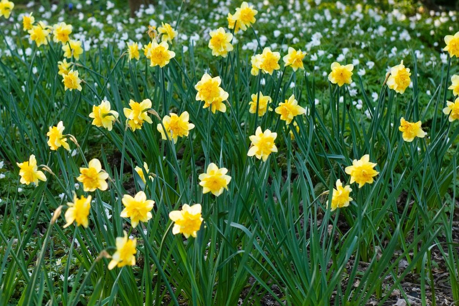 daffodil 'Safina'