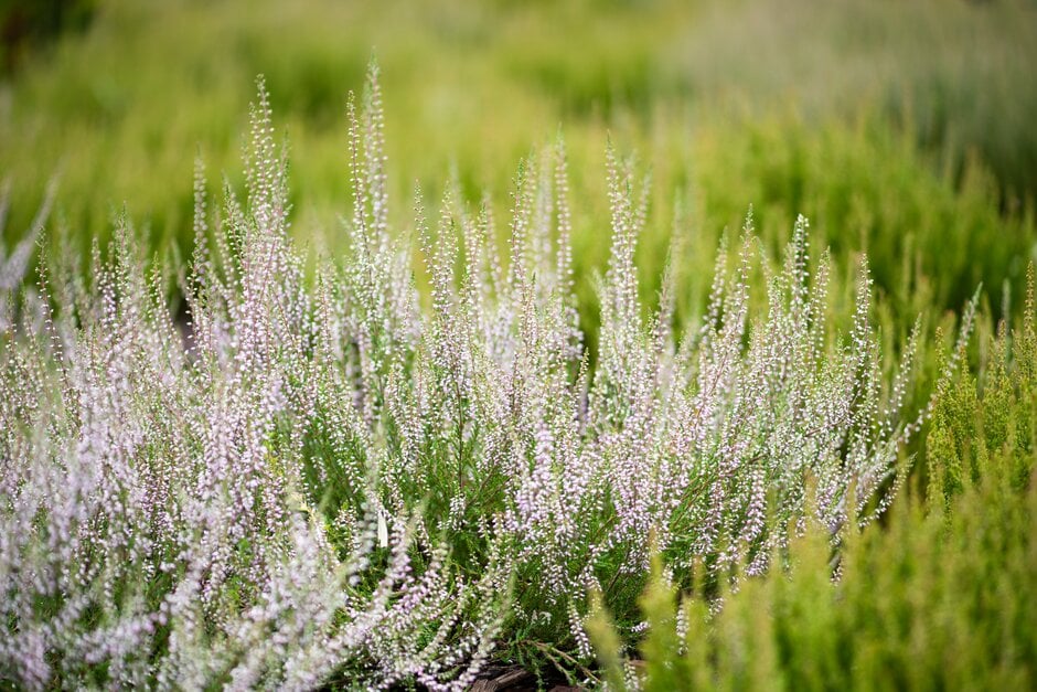 heather 'Underwoodii'