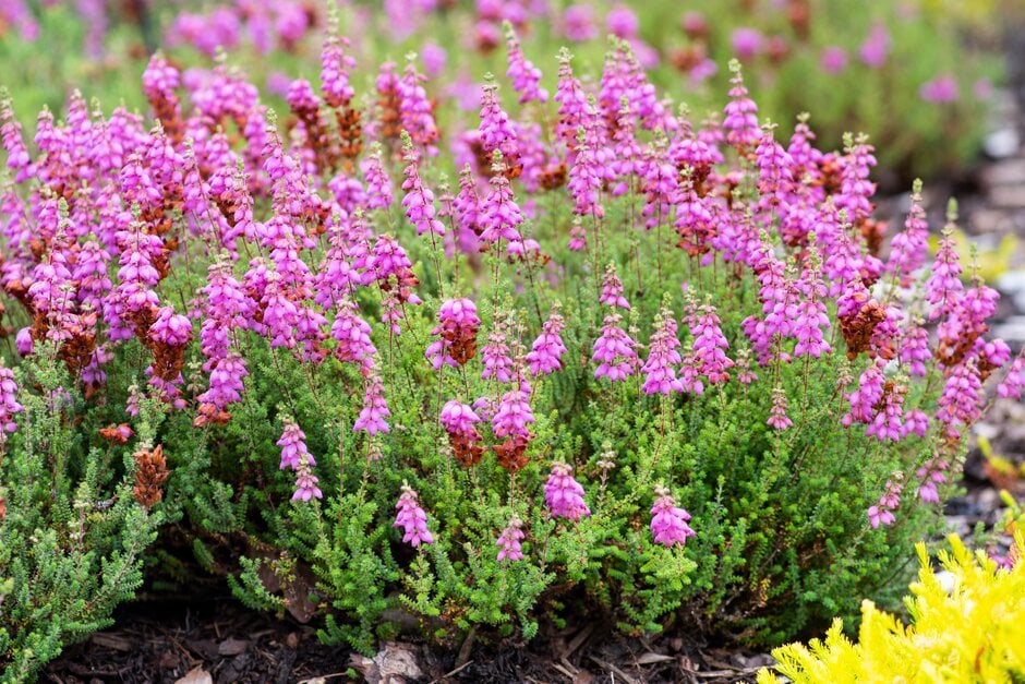 Dorset heath 'Globosa'