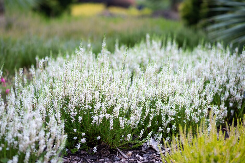heather 'Summer Elegance'