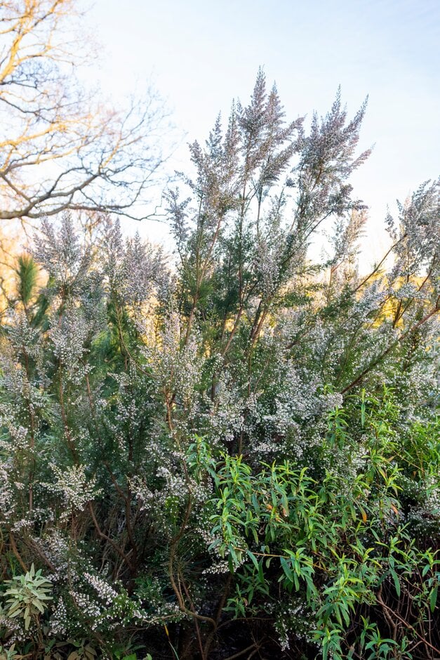 tree heath