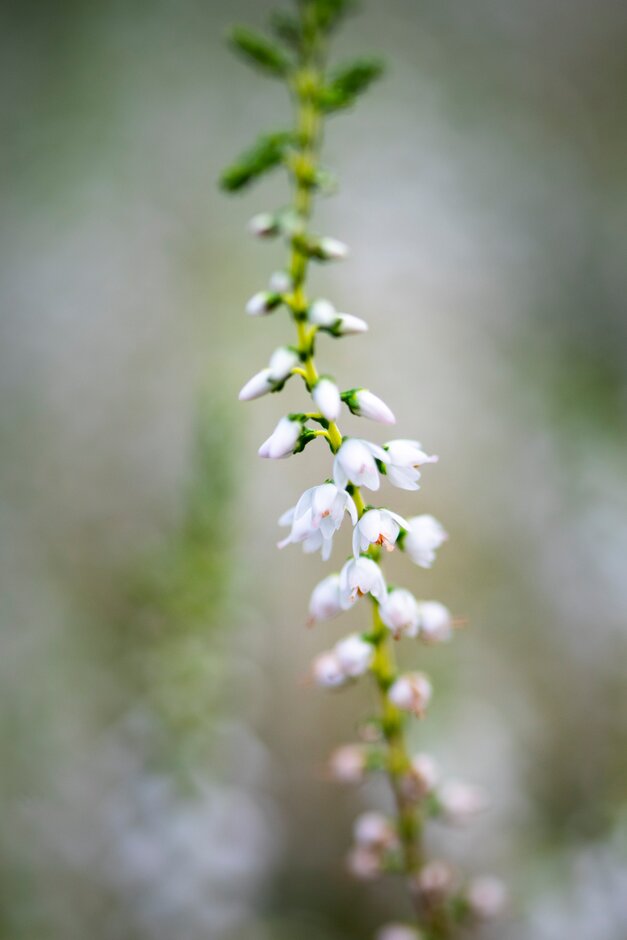 heather 'Summer Elegance'