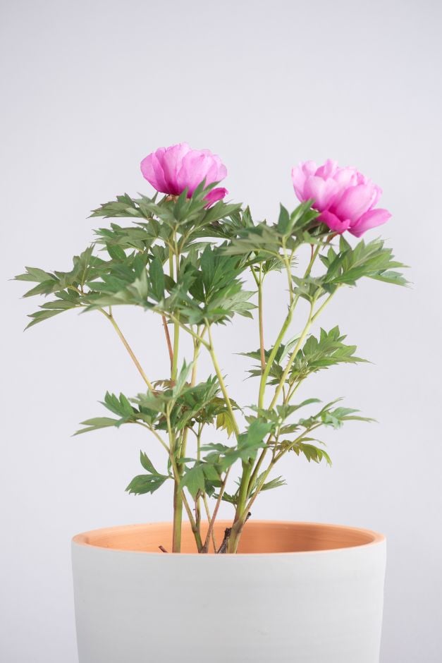 peony 'First Arrival'