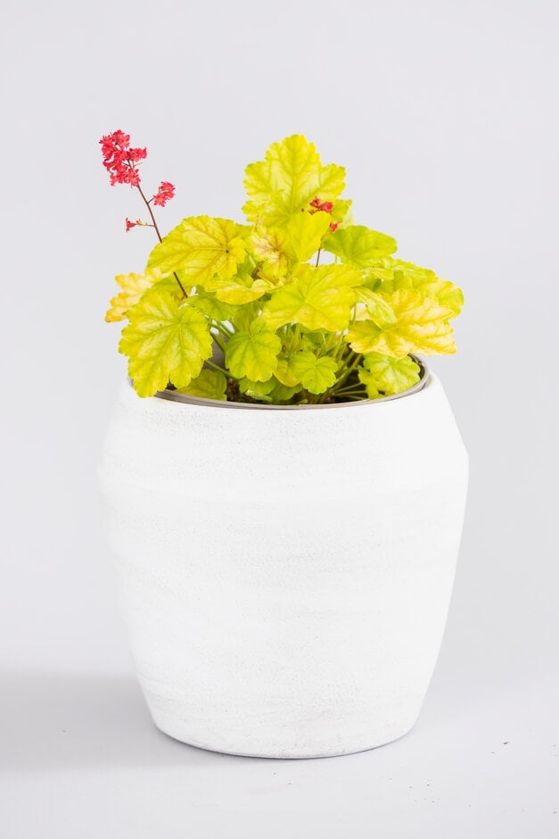 alum root 'Tokyo'