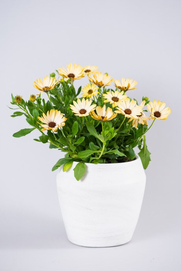 African daisy [Margarita Lemon]