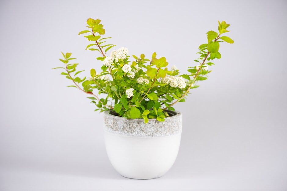 birch-leaved spiraea 'Tor Gold'