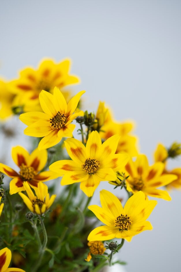 beggar's ticks 'Yellow Red Star'