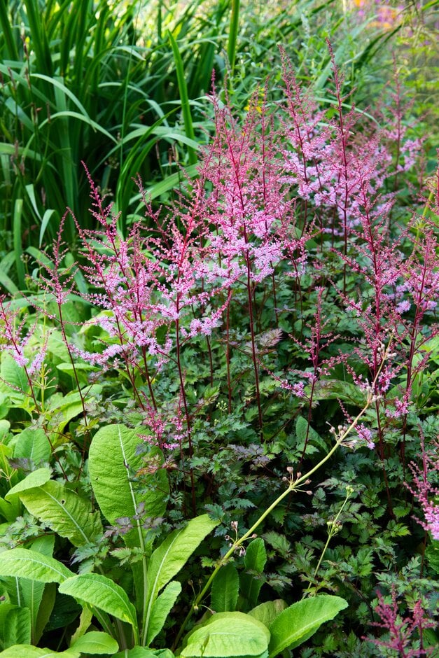 astilbe 'Delft Lace'
