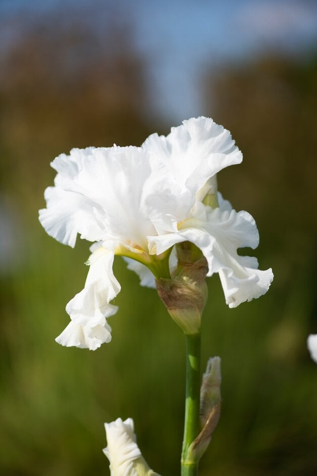 iris 'Skating Party'