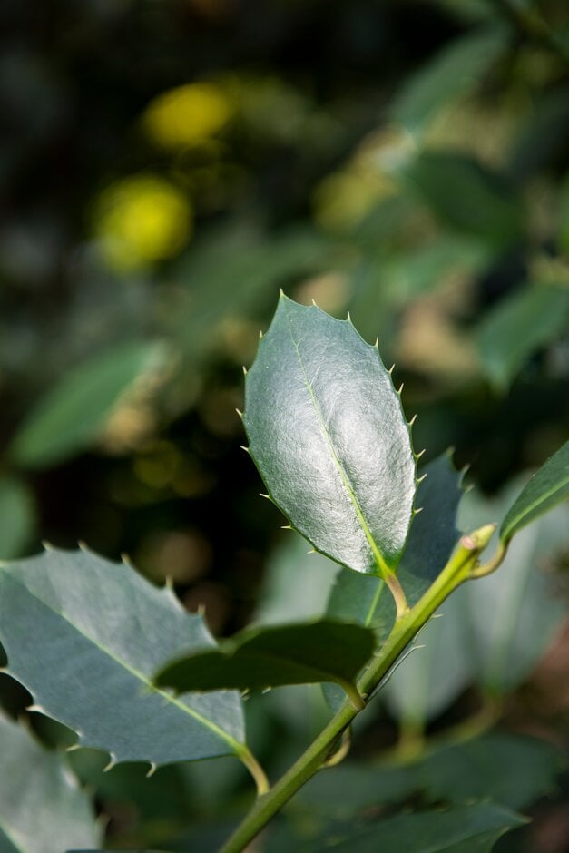 holly 'Purple Shaft'