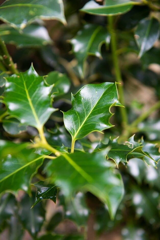 <em>Ilex</em> × <em>altaclerensis</em> 'Atkinsonii' (m)