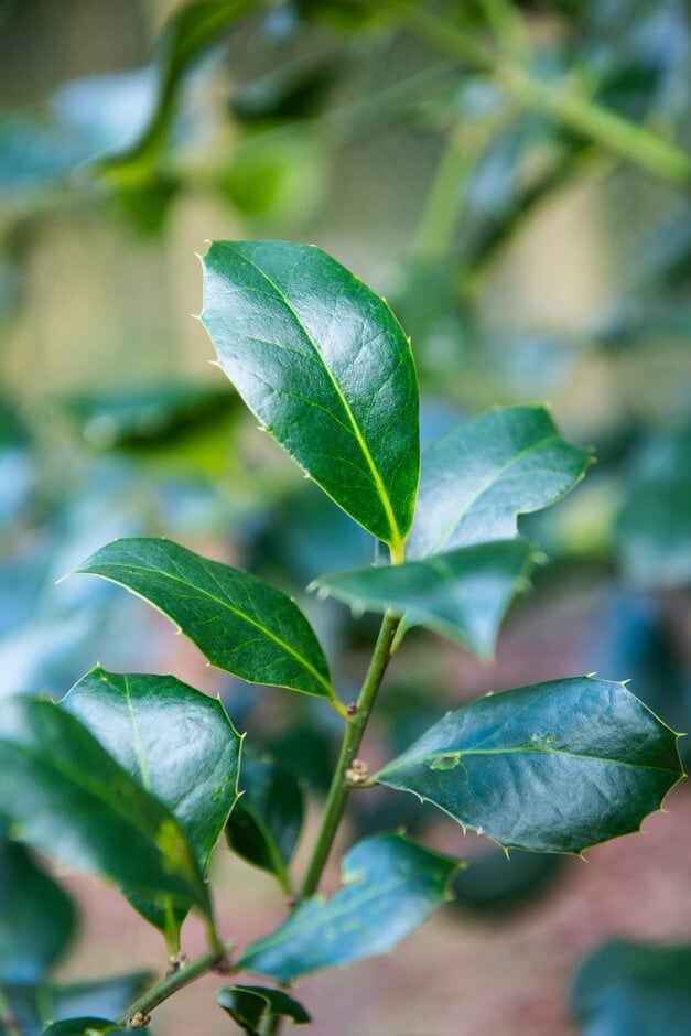 <em>Ilex</em> × <em>altaclerensis</em> 'Atkinsonii' (m)