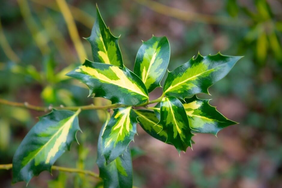 <i>Ilex</i> <i>aquifolium</i> 'Golden Flamenco' (m/v)